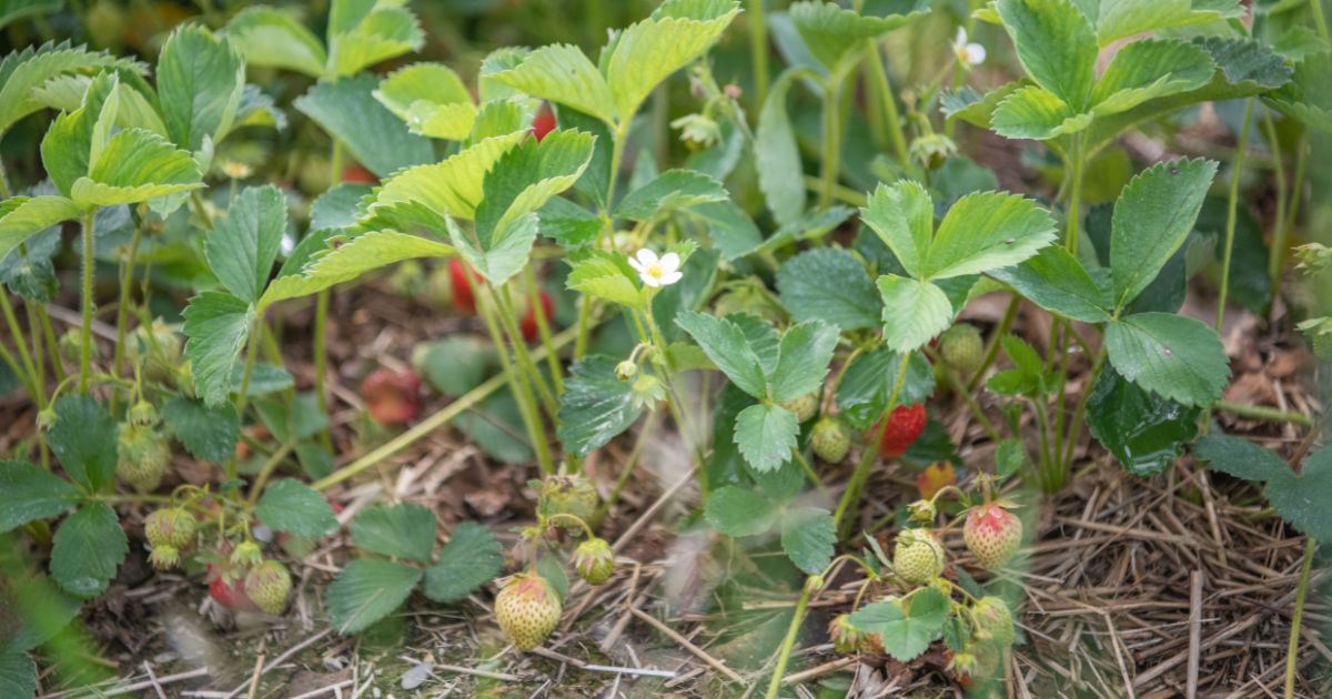 Strawberries growing