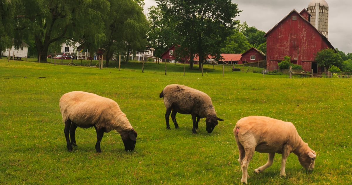 Sheep in a Vermont field