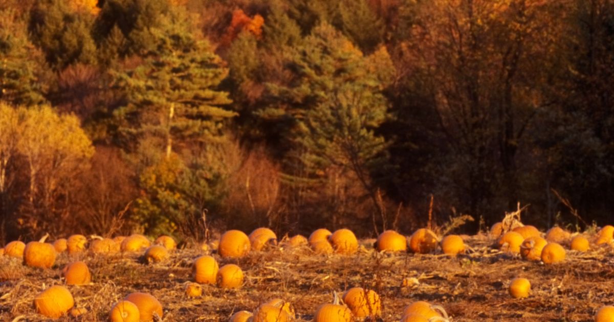 Field of pumpkins set in Vermont fall foliage