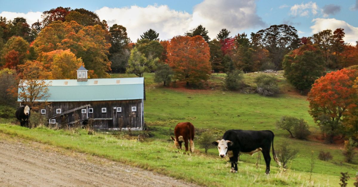 Cows along a Vermont road