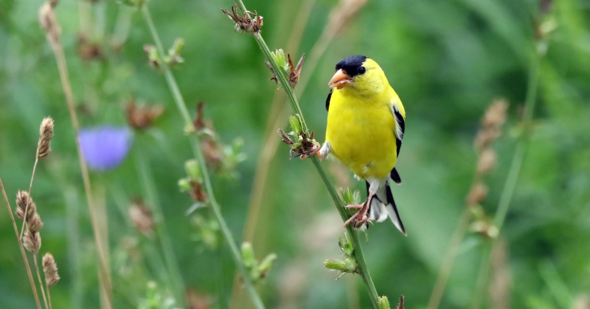 American goldfinch in Vermont wildflowers