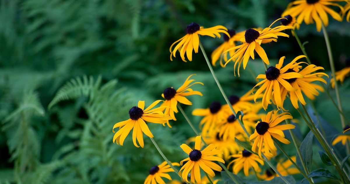 Black eyed Susan flowers with Vermont ferns in the background