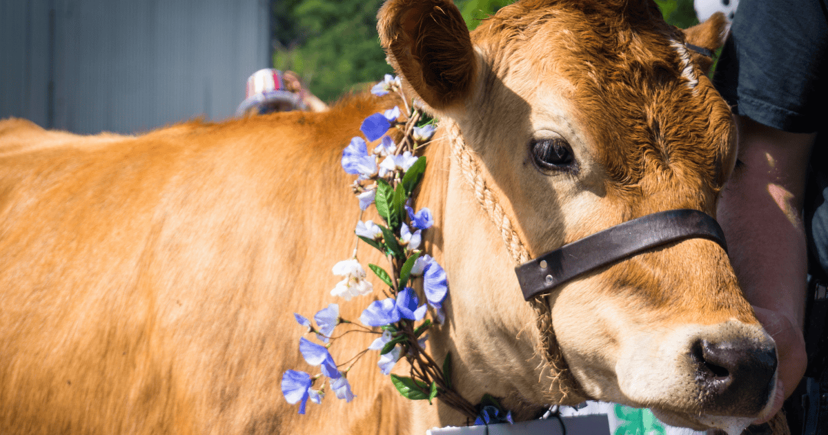 Vermont cow with purple flower necklace