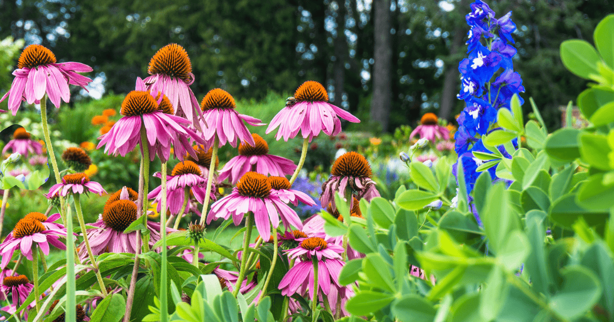 Vermont flowers in bloom