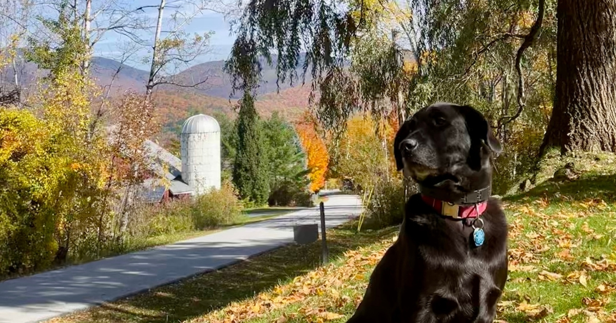 Black dog in a Vermont setting
