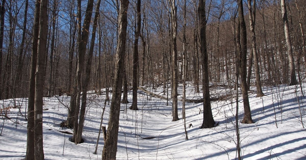 Vermont tree lined forrest in winter